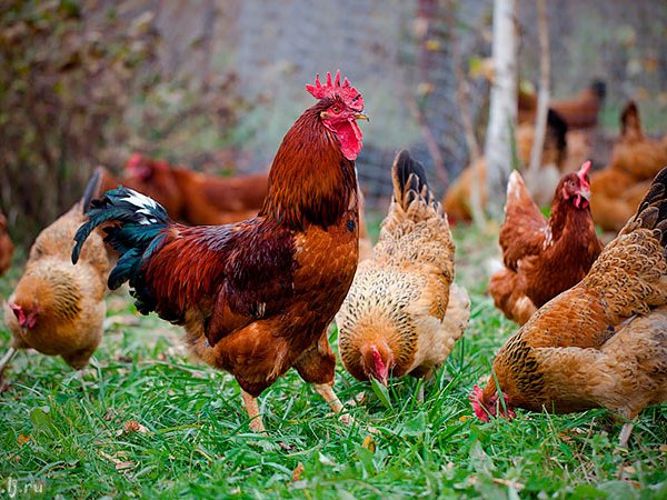 Породы куриц | ЗооТом - продажа, вязка и услуги для животных в Костерево