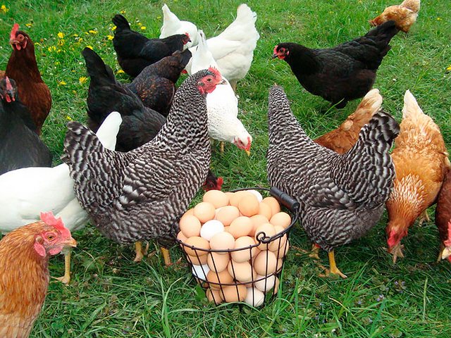 Содержание кур и уход за ними | ЗооТом - продажа, вязка и услуги для животных в Костерево