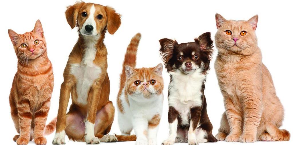 Доска объявлений о животных | ЗооТом - продажа, вязка и услуги для животных в Костерево