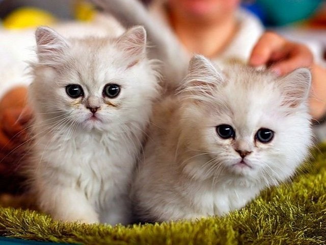 Породы кошек в Костерево | ЗооТом портал о животных