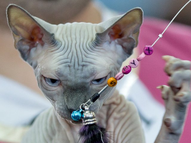 Выставки кошек в Костерево | ЗооТом портал о животных