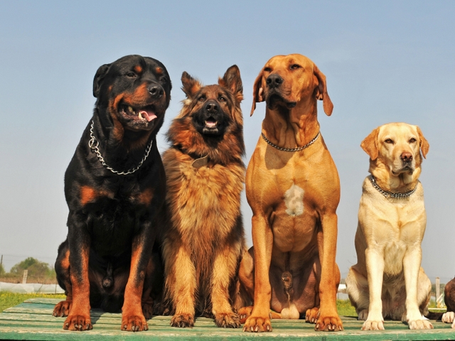 Крупные породы собак в Костерево | ЗооТом портал о животных